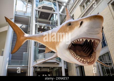 WASHINGTON DC, USA – Eine lebensgroße Rekonstruktion von Megalodon, der größten Haiart, die jemals lebt, im Smithsonian National Museum of Natural History. Diese beeindruckende Ausstellung vermittelt Besuchern einen Eindruck von der enormen Größe dieses ausgestorbenen Meerestiers, das vor etwa 23 bis 3,6 Millionen Jahren lebte. Stockfoto