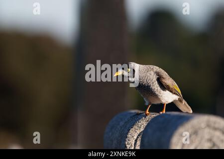 Seitenansicht eines sonnendurchfluteten lautstarken Bergarbeiters auf einem Steinbau Stockfoto