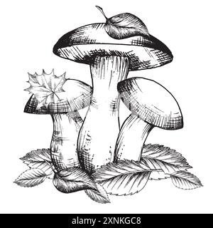 Essbare Waldpilze Stachelschweine, Birkenboleten, Pfifferlingen mit Blättern. Grafische Abbildung, handgezeichnet in schwarzer Tinte, einfarbige Strichzeichnung. Stockfoto