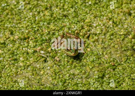 Freundlicher grüner Frosch auf schwimmender Vegetation im stagnierenden Wasser eines Flusses im Sommer und mit intensivem Licht Stockfoto