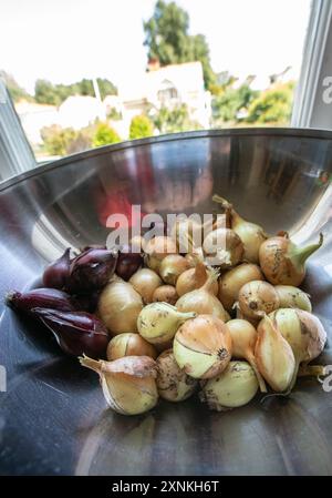 Frische rote und gelbe Zwiebeln sind in einer Stahlschale Stockfoto