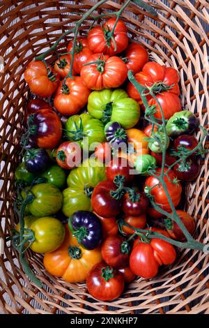 Korb mit frischen, verschiedenen Größen und Sorten reife Tomaten aus nächster Nähe. Mischung aus buntem Tomatenhintergrund Stockfoto