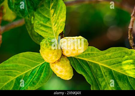 Große morinda, tahitische Noni, indische Maulbeere, Strandmaulbeerfrucht mit Blättern auf dem Baum. Stockfoto