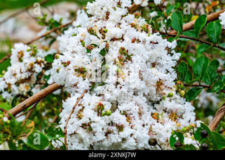 Nahaufnahme der feuchten weißen Krepp-myrte-Blüten blühen während des Regens in der Regenzeit auf dem Baum, Thailand. Stockfoto