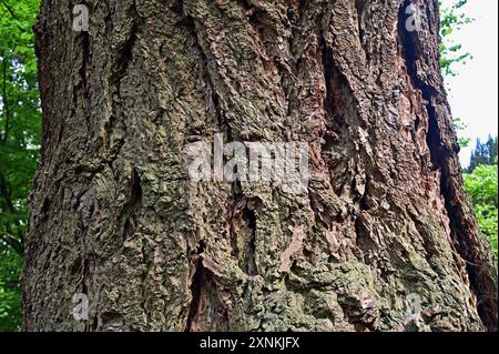 Baumrinde. Douglasie (Pseudotsuga menziesii). Dawyck Botanic Garden, Stobo, in der Nähe von Peebles, Scottish Borders, Schottland, Vereinigtes Kimgdom, Europa. Stockfoto