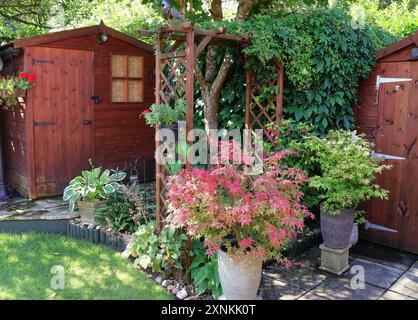 Englischer Garten im Sommer mit Holzschuppen und Bogen und Acerbäumen in Töpfen Stockfoto