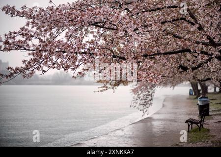 Kirschblüten am Tidal Basin in Washington DC | WASHINGTON D.C., Vereinigte Staaten — Regen fällt auf blühende Kirschbäume, die sich über einen leeren Weg neben dem Tidal Basin wölben, ihre Äste schwer von nassen Blütenblättern. Gepflanzt aus einem Geschenk von japanischen Kirschbäumen aus dem Jahr 1912, säumt der Hain den gepflasterten Gehweg des Beckens, einen Weg, der jeden Frühling während des National Cherry Blossom Festivals Menschenmassen anzieht. Stockfoto