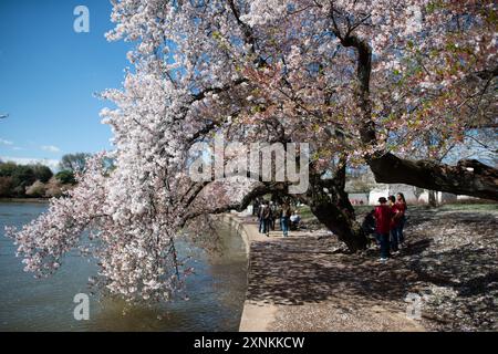 Kirschblüten-Dach entlang des Tidal Basin | WASHINGTON — Kirschblüten spannen sich über den Gehweg entlang des Tidal Basin in Washington, D.C., während Besucher unter dem Dach spazieren und sich am Ufer versammeln. Die Bäume stammen aus einem Geschenk von 3.020 Bäumen aus Tokio aus dem Jahr 1912 und erreichen typischerweise ihren Höhepunkt zwischen Ende März und Anfang April. Stockfoto