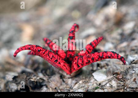 Clathrus Archeri Pilze oder Tintenfisch Stinkhorn Pilze oder Teufelsfinger Pilze im Sommerwald aus nächster Nähe Stockfoto