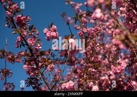 Kwanzan-Kirschblüten in Washington DC | WASHINGTON D.C., Vereinigte Staaten — Äste, schwer beladen mit doppelt-rosa Kwanzan-Kirschblüten, füllen das Bild vor einem klaren Himmel im East Potomac Park. Zehn bis vierzehn Tage nach den Yoshino-Bäumen des Tidal Basin bringen die Kwanzan-Kirschen Washington jedes Jahr eine spätere, dichtere Welle von Frühlingsfarbe. Stockfoto