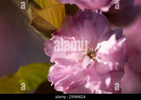 Kwanzan-Kirschblüten in Washington DC | WASHINGTON D.C., Vereinigte Staaten — Sonnenbeschienene doppelt-rosa Blüten eines Kwanzan-Kirschbaums drängen sich vor getrockneten herbstfarbenen Blättern im East Potomac Park. Die dichten, vielschichtigen Blütenblätter der Sorte blühen etwa zwei Wochen nach den Yoshino-Bäumen des Tidal Basin und verleihen Washington jedes Frühjahr eine zweite Welle von Kirschblütenfarbe. Stockfoto