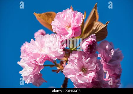 Kwanzan-Kirschblüten in Washington DC | WASHINGTON D.C., Vereinigte Staaten — Doppelte rosa Kwanzan-Kirschblüten entfalteten sich vor einem klaren blauen Himmel im East Potomac Park, ihre gerüschten, dreißigblättrigen Blüten ein Markenzeichen dieser später blühenden Zierpflanze. Kwanzan-Bäume blühen nach dem Yoshino-Höhepunkt des Tidal Basin und verlängern die Kirschblütezeit um etwa zwei Wochen. Stockfoto