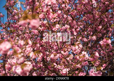 Kwanzan-Kirschblüten in Washington DC | WASHINGTON D.C., Vereinigte Staaten — Dichte Büschel von Kwanzan-Kirschblüten füllen das Bild im East Potomac Park, ihre tiefrosa doppelten Blüten stehen vor einem klaren blauen Himmel. Kwanzan, auch Kanzan genannt, ist eine Sorte von Prunus serrulata, die etwa zehn bis vierzehn Tage nach den Yoshino-Bäumen am Tidal Basin blüht und damit die Blütezeit der Stadt bis Ende April verlängert. Stockfoto
