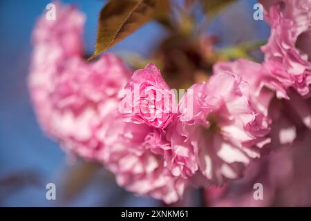 Kwanzan-Kirschblüten in Washington DC | WASHINGTON D.C., Vereinigte Staaten — Vor einem hellblauen Himmel beleuchtet, zeigen die Kwanzan-Kirschblüten im East Potomac Park ihre charakteristische geschichtete, doppelt-rosa Form. Benannt nach einem Berg in Japan, verlängert diese später blühende Züchtung die Kirschblütenzeit Washingtons über die frühere Yoshino-Ausstellung im Tidal Basin hinaus. Stockfoto
