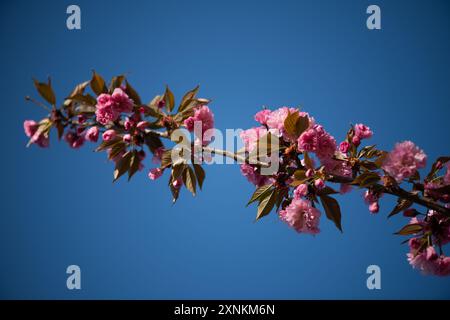 Kwanzan-Kirschblüten im East Potomac Park in Washington DC | WASHINGTON — Büschel von Kwanzan-Kirschblüten und frischen grünen Blättern erstrecken sich über einen Ast vor einem klaren blauen Himmel im East Potomac Park. Die doppelt blühende Zierkirschsorte blüht etwa zwei Wochen nach den Yoshino-Kirschen des Tidal Basin und verlängert die Kirschblütenzeit Washingtons bis weit in den späten Frühling. Stockfoto