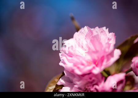 Kwanzan-Kirschblüten im East Potomac Park in Washington DC | WASHINGTON — Eine einzelne Kwanzan-Kirschblüte leuchtet vor einem tiefblauen Himmel im East Potomac Park, ihre gefransten rosa Blütenblätter fangen das Licht ein. Die doppelt blühende Sorte, geschätzt für ihre dichten, vielblättrigen Blüten, blüht etwa zwei Wochen nach den Yoshino-Kirschen des Tidal Basin und verlängert die Kirschblütenzeit in Washington bis in den späten Frühling. Stockfoto
