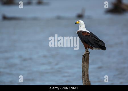 Afrikanischer Fischadler auf einem Baumstamm im Kruger-Nationalpark, Südafrika; Specie Haliaeetus vocifer Familie der Accipitridae Stockfoto