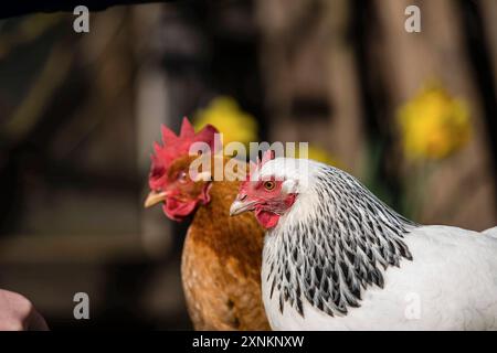 Zwei Haushühner Gallus gallus domesticus in einem Freigehege, Leutkirch im Allgäu, Baden-Württemberg, Deutschland. Hühner sitzt in seinem Freigelände *** zwei Hühner Gallus gallus domesticus in einem Freigehege, Leutkirch im Allgäu, Baden Württemberg, Deutschland Hühner sitzen in ihrem Freigehege Stockfoto