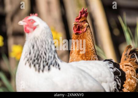 Zwei Haushühner Gallus gallus domesticus in einem Freigehege, Leutkirch im Allgäu, Baden-Württemberg, Deutschland. Hühner sitzt in seinem Freigelände *** zwei Hühner Gallus gallus domesticus in einem Freigehege, Leutkirch im Allgäu, Baden Württemberg, Deutschland Hühner sitzen in ihrem Freigehege Stockfoto