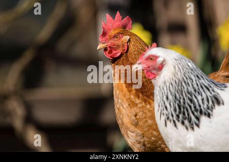 Zwei Haushühner Gallus gallus domesticus in einem Freigehege, Leutkirch im Allgäu, Baden-Württemberg, Deutschland. Hühner sitzt in seinem Freigelände *** zwei Hühner Gallus gallus domesticus in einem Freigehege, Leutkirch im Allgäu, Baden Württemberg, Deutschland Hühner sitzen in ihrem Freigehege Stockfoto