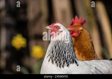 Zwei Haushühner Gallus gallus domesticus in einem Freigehege, Leutkirch im Allgäu, Baden-Württemberg, Deutschland. Hühner sitzt in seinem Freigelände *** zwei Hühner Gallus gallus domesticus in einem Freigehege, Leutkirch im Allgäu, Baden Württemberg, Deutschland Hühner sitzen in ihrem Freigehege Stockfoto