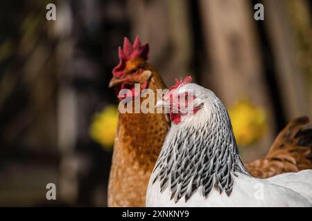 Zwei Haushühner Gallus gallus domesticus in einem Freigehege, Leutkirch im Allgäu, Baden-Württemberg, Deutschland. Hühner sitzt in seinem Freigelände *** zwei Hühner Gallus gallus domesticus in einem Freigehege, Leutkirch im Allgäu, Baden Württemberg, Deutschland Hühner sitzen in ihrem Freigehege Stockfoto