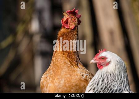 Zwei Haushühner Gallus gallus domesticus in einem Freigehege, Leutkirch im Allgäu, Baden-Württemberg, Deutschland. Hühner sitzt in seinem Freigelände *** zwei Hühner Gallus gallus domesticus in einem Freigehege, Leutkirch im Allgäu, Baden Württemberg, Deutschland Hühner sitzen in ihrem Freigehege Stockfoto