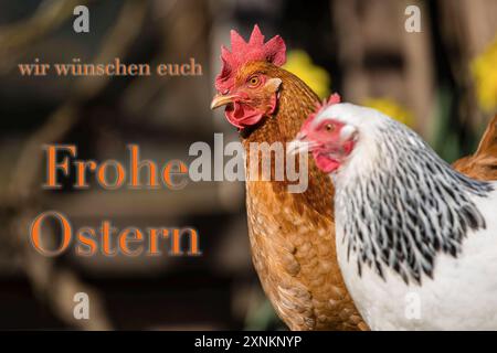 Zwei Haushühner Gallus gallus domesticus in einem Freigehege, Leutkirch im Allgäu, Baden-Württemberg, Deutschland. Hühner sitzt in seinem Freigelände *** zwei Hühner Gallus gallus domesticus in einem Freigehege, Leutkirch im Allgäu, Baden Württemberg, Deutschland Hühner sitzen in ihrem Freigehege Stockfoto