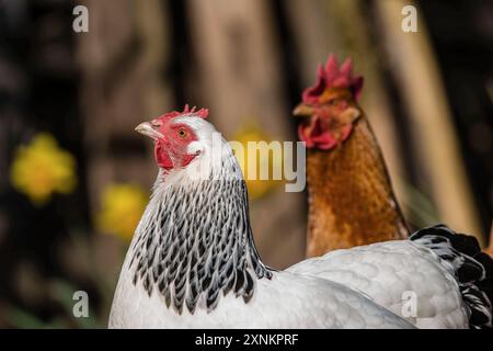 Zwei Haushühner Gallus gallus domesticus in einem Freigehege, Leutkirch im Allgäu, Baden-Württemberg, Deutschland. Hühner sitzt in seinem Freigelände *** zwei Hühner Gallus gallus domesticus in einem Freigehege, Leutkirch im Allgäu, Baden Württemberg, Deutschland Hühner sitzen in ihrem Freigehege Stockfoto