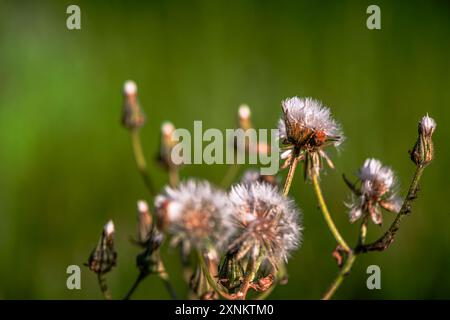 Ein Makrofoto, das die zarten und komplizierten Details von Löwenzahnsamen, die bereit sind, zu fliegen, feststellt und ihre natürliche Schönheit und zerbrechliche Struktur zeigt. Stockfoto