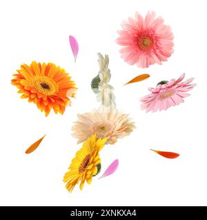 Bunte Gerbera-Blüten in der Luft auf weißem Hintergrund Stockfoto