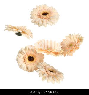 Beige Gerbera-Blüten in der Luft auf weißem Hintergrund Stockfoto