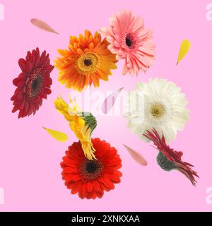 Bunte Gerbera-Blumen in der Luft auf rosa Hintergrund Stockfoto