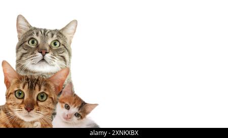 Niedliche Katzen auf weißem Hintergrund, Bannerdesign mit Platz für Text. Schöne Haustiere Stockfoto
