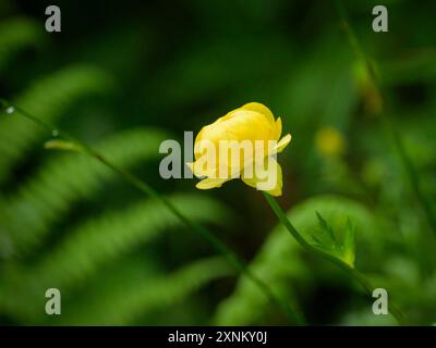 Nahaufnahme eines Globeflower Trollius europaeus, Ranunculaceae in den Osterreichischen Alpen Rauris Osterreich Stockfoto