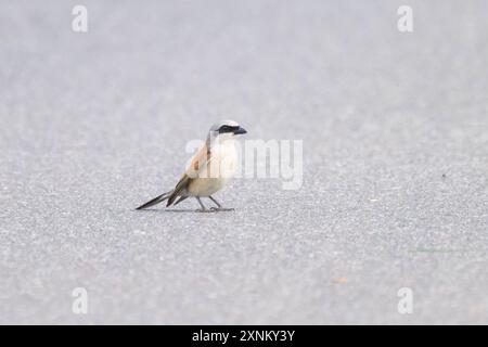 Ein männlicher Red Backed Shrike sitzt auf dem Boden, bewölkter Tag im Sommer, Deutschland Baabe Deutschland Stockfoto