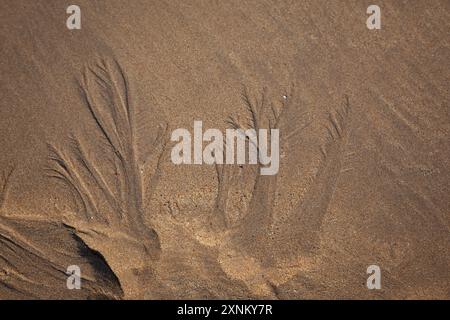 Nach der Flut am Freshwater West Beach in Pembrokeshire, Wales, Großbritannien Stockfoto