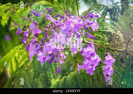 Jacaranda. Jacaranda-Baum mit lila-blauen Blüten, Nahaufnahme. Stockfoto