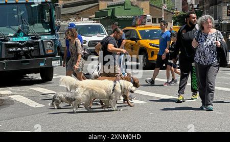 Hundeführer mit Hunden, die eine Straße in Manhattan überqueren. Stockfoto