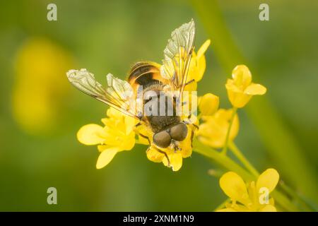 Europäische Drohnenfliege bestäubt gelbe Blumen an einem Frühlingsmorgen mit Kopierraum Stockfoto
