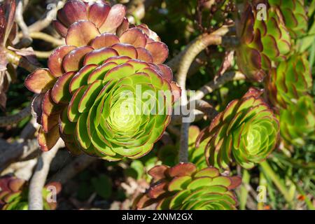 Aeonium arboreum, der Baum Aeonium, Baum Hausleek oder irische Rose. Stockfoto