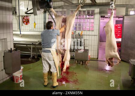 Ein Metzger, der Bio-Fleisch verarbeitet und Schlachtkörper in einem modernen Schlachthof zubereitet. Das Bild unterstreicht Sauberkeit, Professionalität und den Einsatz moderner Geräte in der Fleischindustrie. Stockfoto