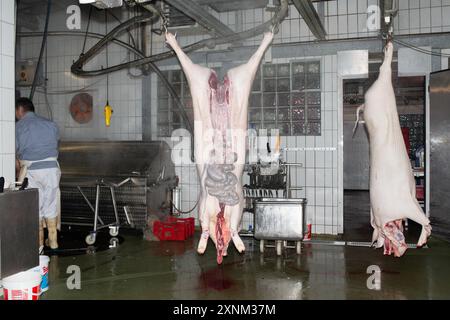 Eine industrielle Fleischverarbeitungsanlage, in der ein Metzger Schweineschlachtkörper zubereitet. Das Bild zeigt hängende Schweine und spezielle Ausrüstung, die beim Schlachten verwendet werden. Stockfoto