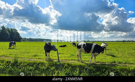 Schwarz-weiße Kühe bewegen sich frei auf lebendigen grünen Weiden vor dem Hintergrund dynamischer Wolken und offenem Himmel in den Niederlanden. Stockfoto