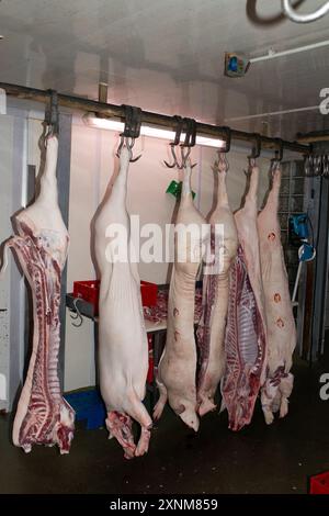 Bild von Schweineschlachtkörpern, die an Haken in einem Schlachthof oder einer Fleischverarbeitungsanlage hängen. Das Bild erfasst den Prozess der Fleischzubereitung und Schlachtung in einer kontrollierten Umgebung. Stockfoto