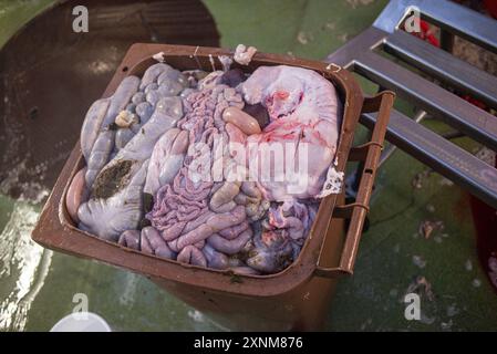 Bild verschiedener tierischer Organe in einem braunen Behälter, potenziell für medizinische Forschung oder die Lebensmittelindustrie. Das Foto zeigt eine detaillierte Ansicht der rohen, frisch entnommenen Organe. Stockfoto