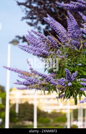 Blühender lila Baum Stockfoto