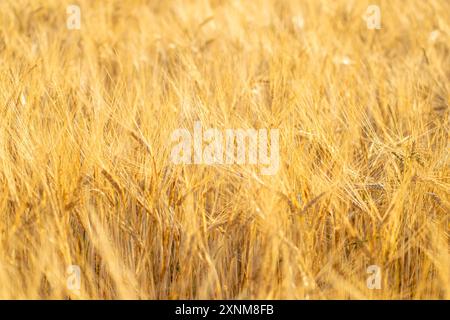 Selektiver Fokus, partielle Nahaufnahme reifer Weizenohren auf einem Sommerweizenfeld, strukturierter Hintergrund. Agrarkonzept Stockfoto