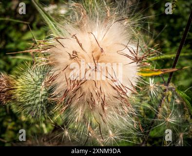 Thistledown Stockfoto