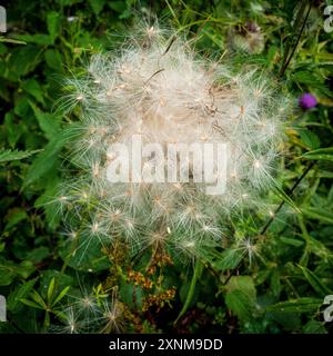 Thistledown Stockfoto